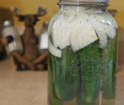 Homemade Dill Pickles Finished